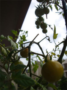 tomates2