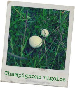 champignons_comestibles