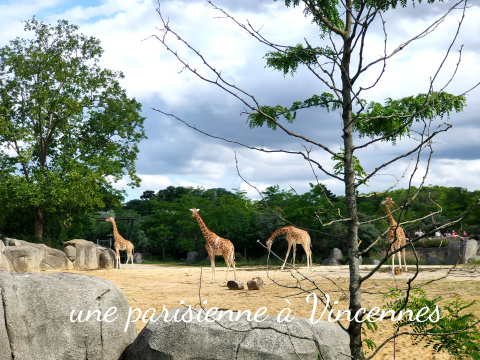 girafes
