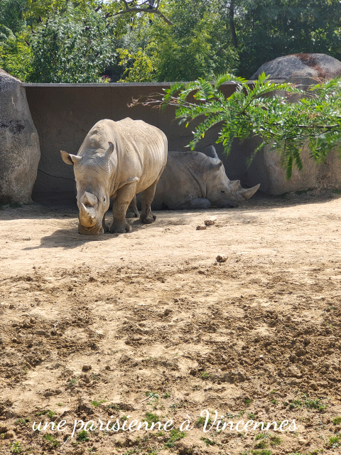 rhinoceros
