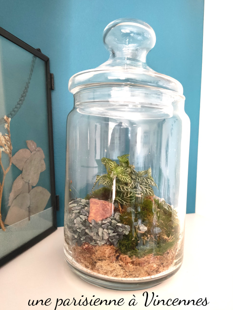 terrarium
