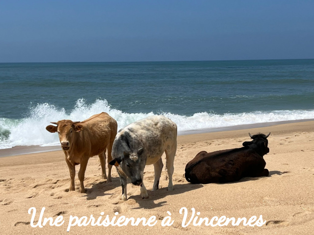 vache sur la plage