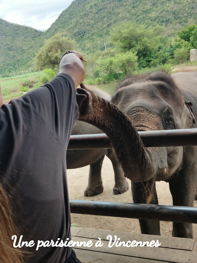 donner à manger aux éléphants